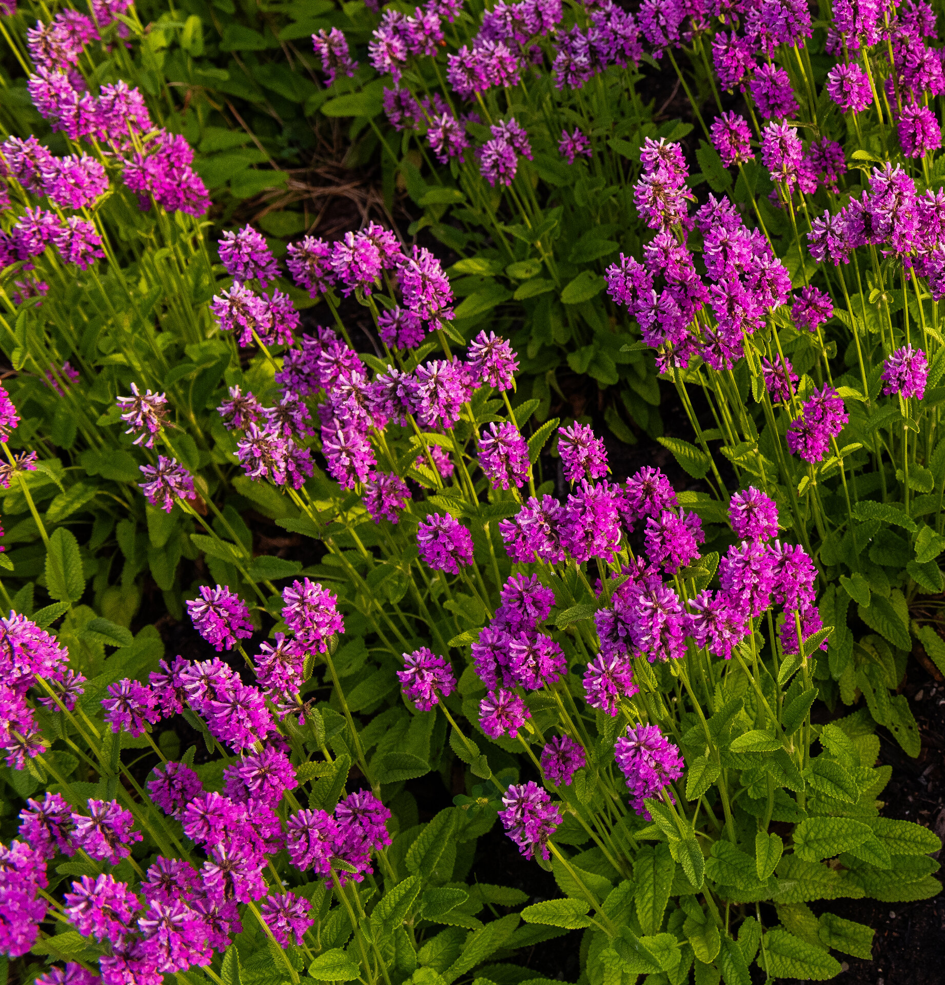 Stachys monieri 'Hummelo'
